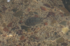 Sypharochiton pelliserpentis