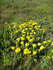 Senecio oederiifolius