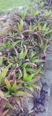 Cryptanthus