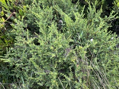 Pimelea serpyllifolia
