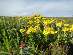 Senecio oederiifolius