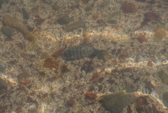 Sypharochiton pelliserpentis
