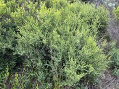 Pimelea serpyllifolia