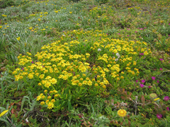 Senecio oederiifolius