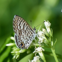 Leptotes cassius theonus