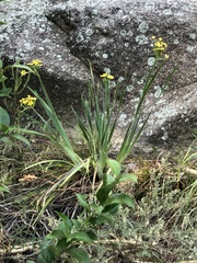 Sisyrinchium palmifolium
