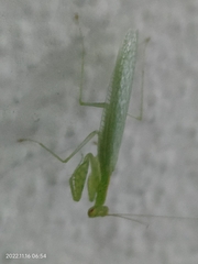Tropidomantis