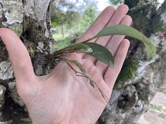 Epidendreae
