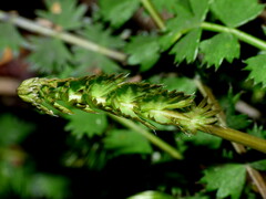 Anisotome aromatica