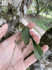 Epidendreae
