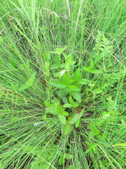 Potentilla freyniana