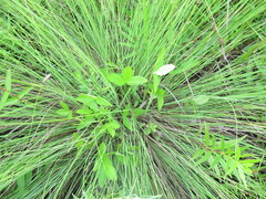 Potentilla freyniana