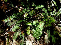 Anisotome aromatica