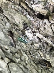 Naupactus auricinctus