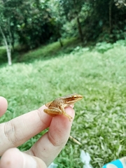 Chalcorana chalconota