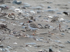 Thinornis novaeseelandiae