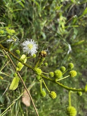 Mimosa ceratonia