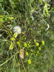 Mimosa ceratonia