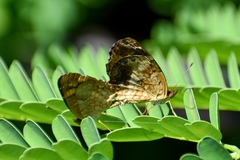 Anthanassa frisia