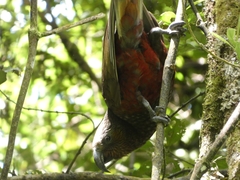 Nestor meridionalis septentrionalis