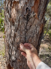 Corymbia trachyphloia