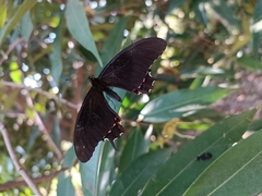Heraclides rogeri pharnaces