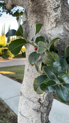 Ilex wilsonii