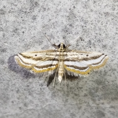 Acentropinae