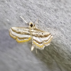 Acentropinae