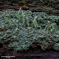 Cladonia polydactyla