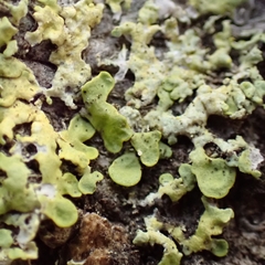 Xanthoria