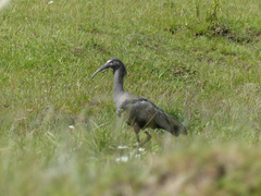 Theristicus caerulescens