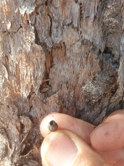 Corymbia trachyphloia