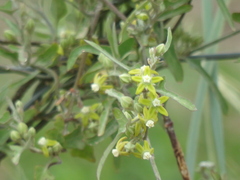 Araujia brachystephana