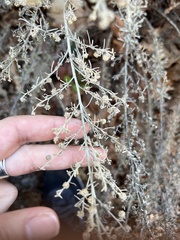Artemisia californica