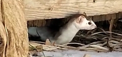 Mustela