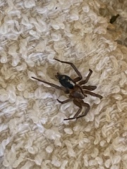 Herpyllus propinquus