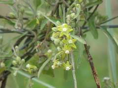 Araujia brachystephana