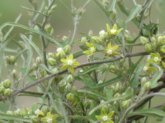 Araujia brachystephana