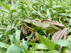 Odorrana hosii