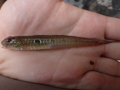 Gobionellus oceanicus