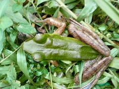 Odorrana hosii