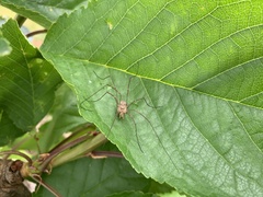 Phalangium opilio