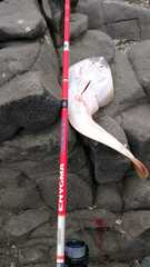 Pseudobatos planiceps