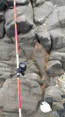 Pseudobatos planiceps