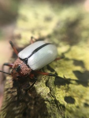 Poecilesthus suturalis