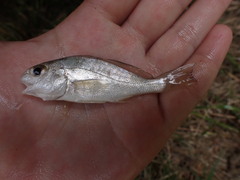 Leiostomus xanthurus