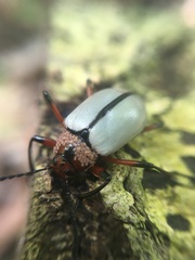 Poecilesthus suturalis