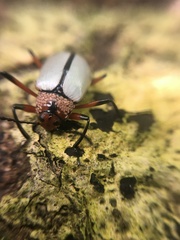 Poecilesthus suturalis