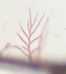 Acrochaetium